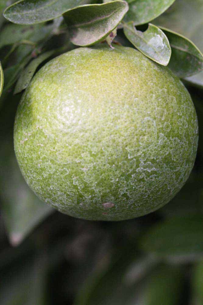            Immature fruit (Riverside, CA)   